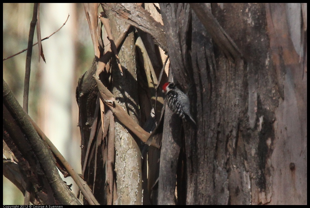 0703-080938-01.jpg - Nuttall's Woodpecker