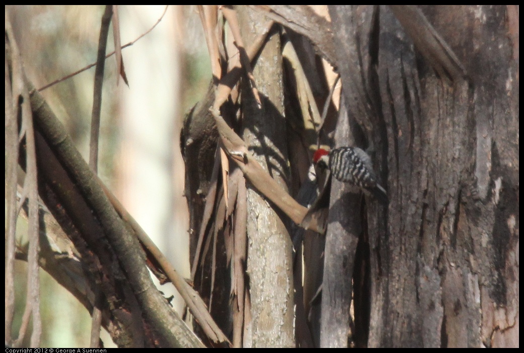 0703-080939-01.jpg - Nuttall's Woodpecker