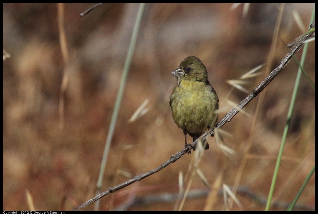 0703-081034-01.jpg - Lesser Goldfinch