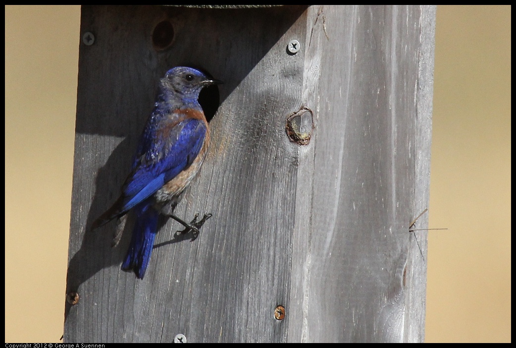 0703-081233-02.jpg - Western Bluebird