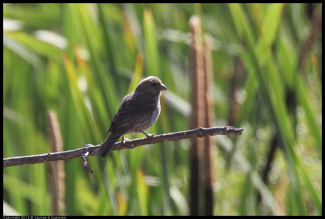 0703-081420-03.jpg - House Finch