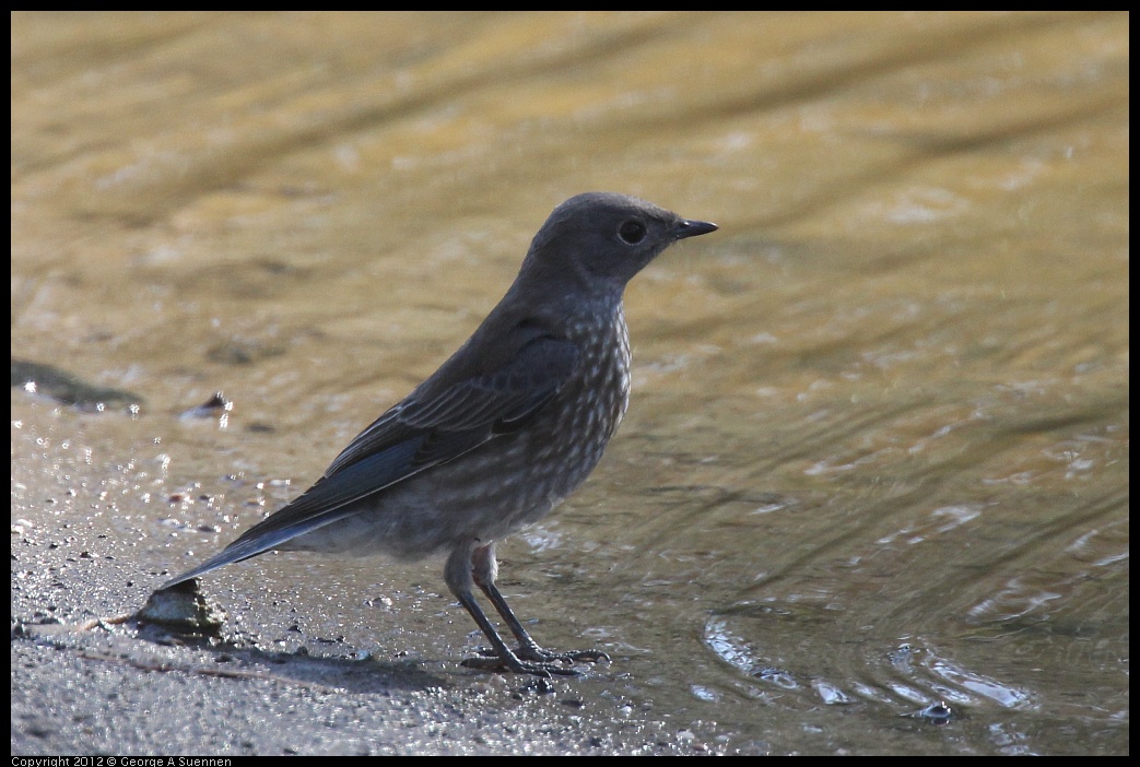 0703-081659-01.jpg - Western Bluebird