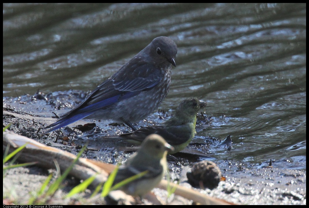 0703-081730-03.jpg - Western Bluebird and Goldfinch