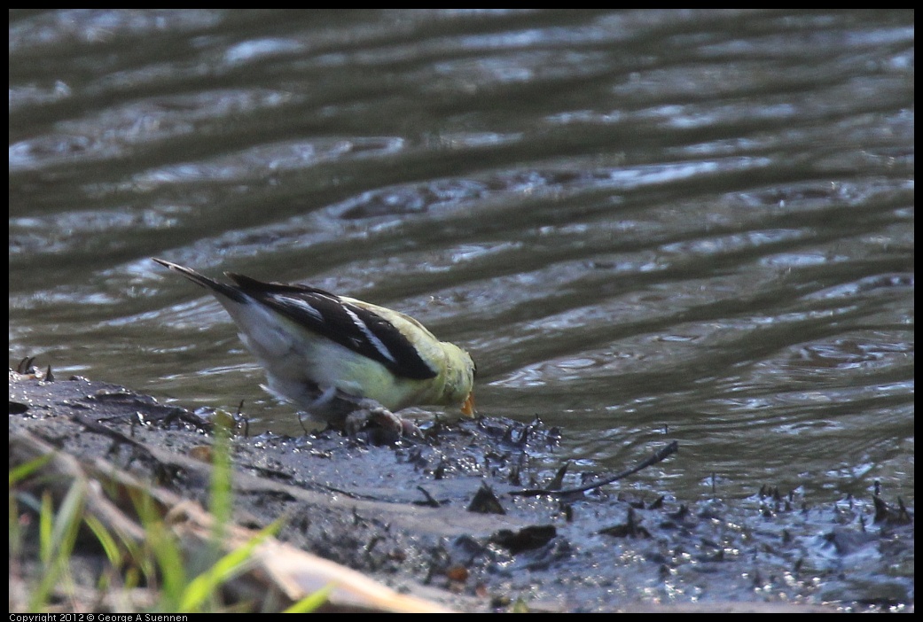 0703-081749-02.jpg - American Goldfinch