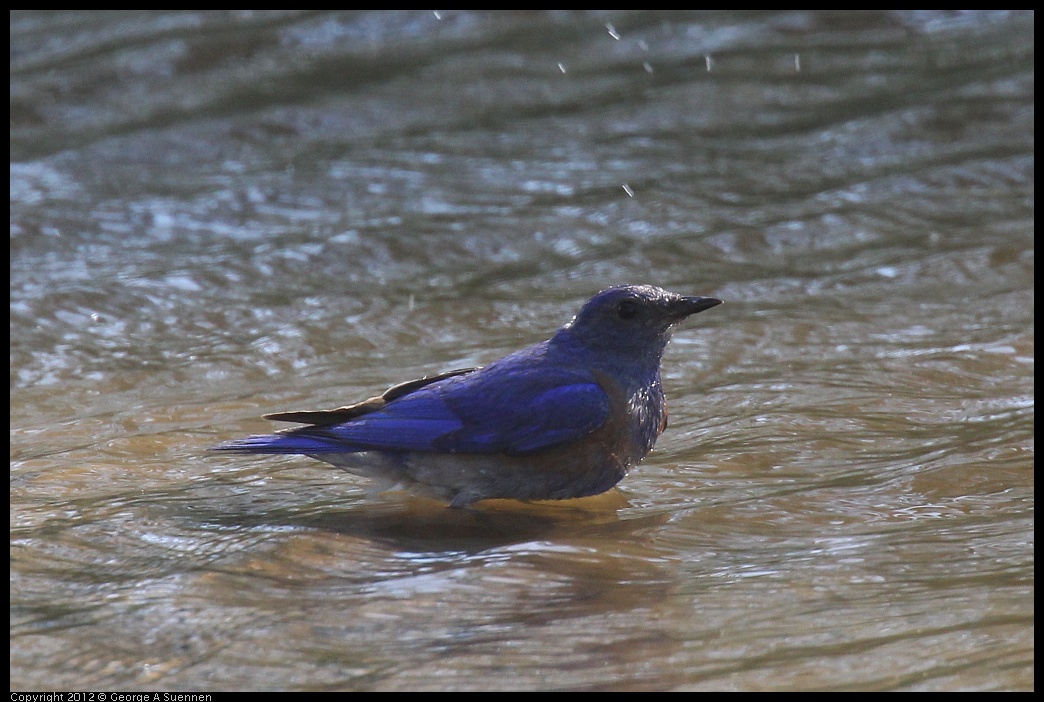 0703-081805-02.jpg - Western Bluebird