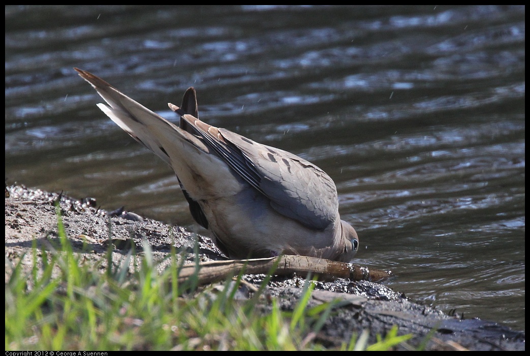 0703-081826-02.jpg - Mourning Dove