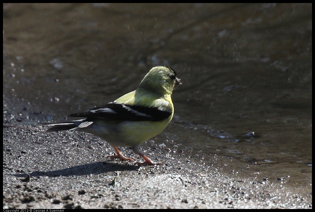 0703-081832-01.jpg - American Goldfinch