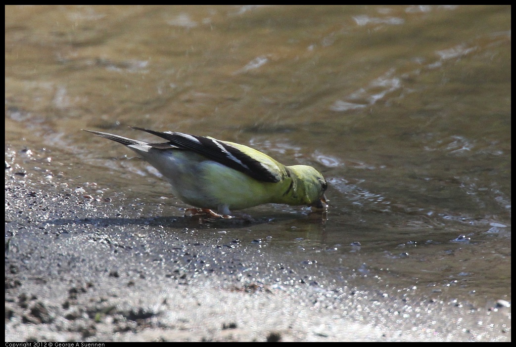 0703-081833-03.jpg - American Goldfinch