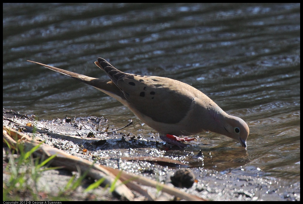 0703-081846-02.jpg - Mourning Dove