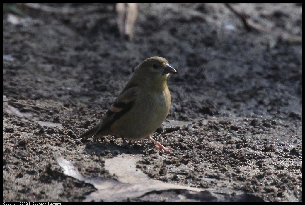 0703-081855-01.jpg - American Goldfinch Juvenile