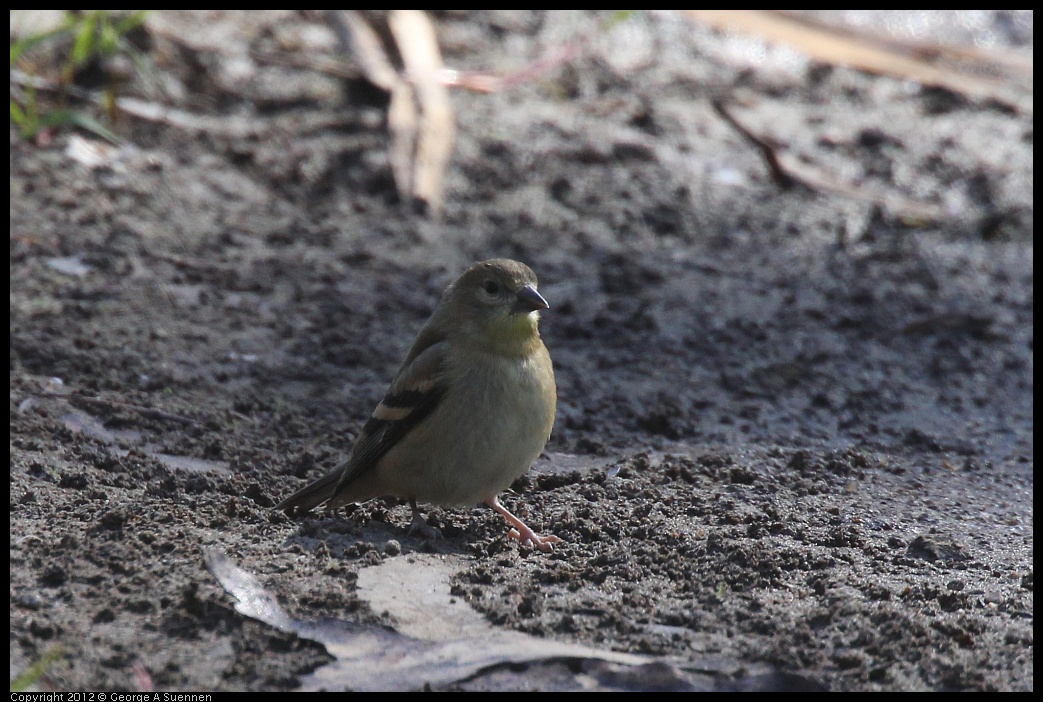 0703-081856-01.jpg - American Goldfinch Juvenile