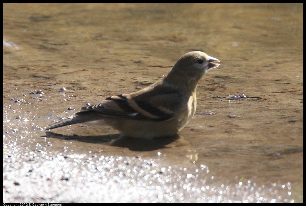 0703-081900-02.jpg - American Goldfinch Juvenile