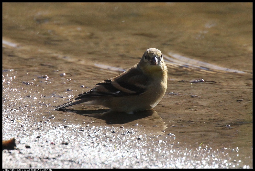 0703-081901-03.jpg - American Goldfinch Juvenile