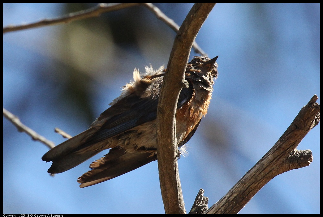 0703-082015-01.jpg - Western Bluebird