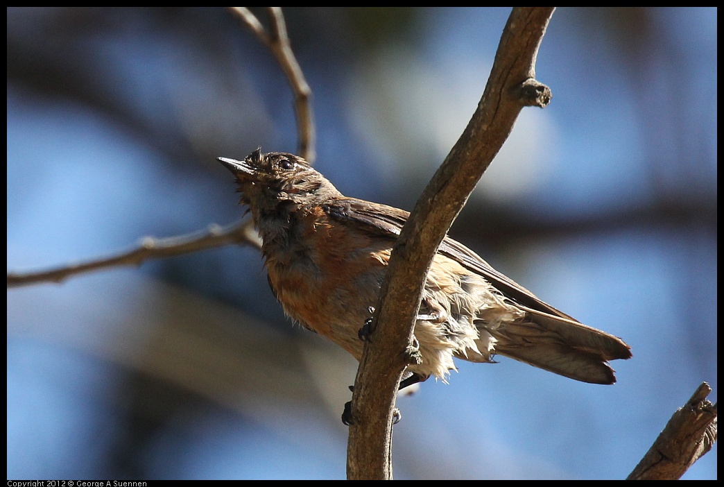 0703-082019-01.jpg - Western Bluebird