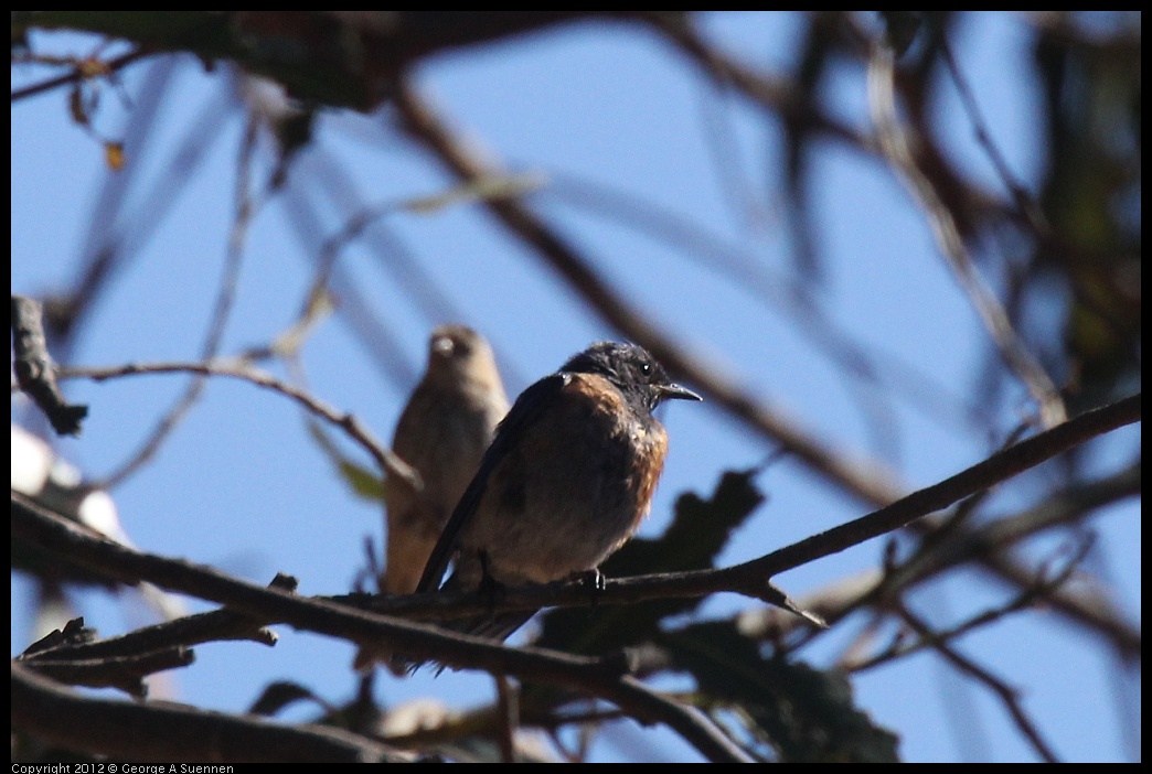 0703-082122-03.jpg - Western Bluebird