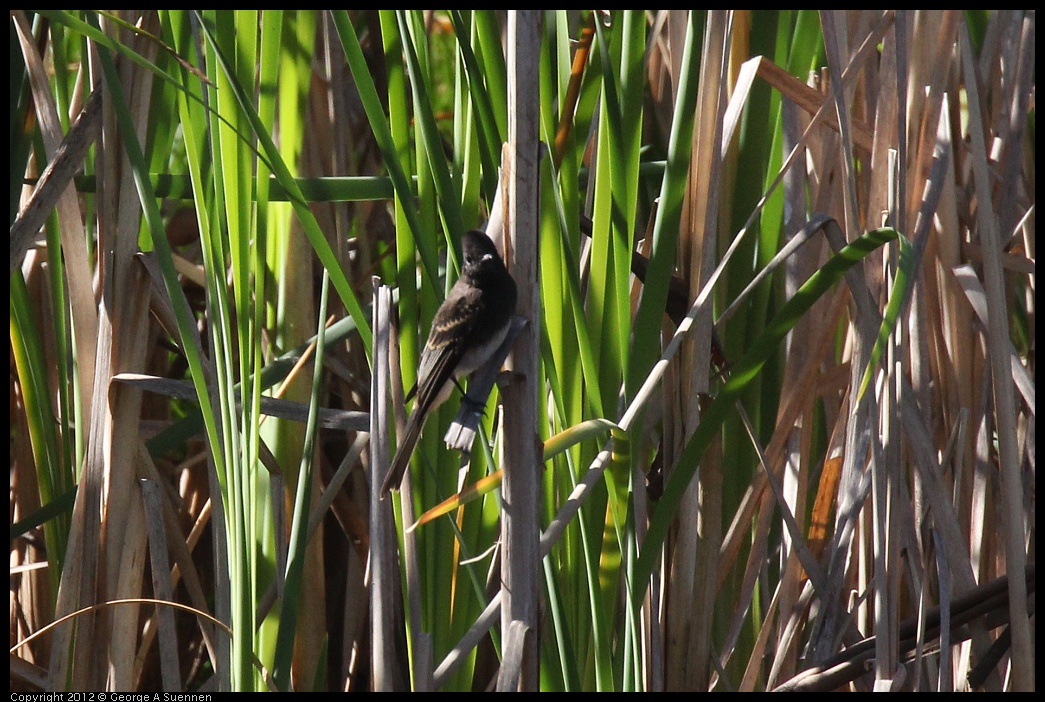 0703-082214-01.jpg - Black Phoebe