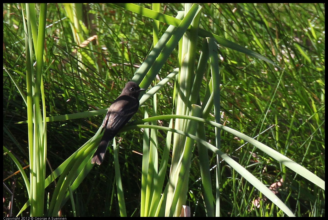 0703-082321-03.jpg - Black Phoebe