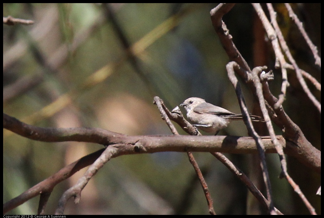 0703-082734-02.jpg - Bushtit