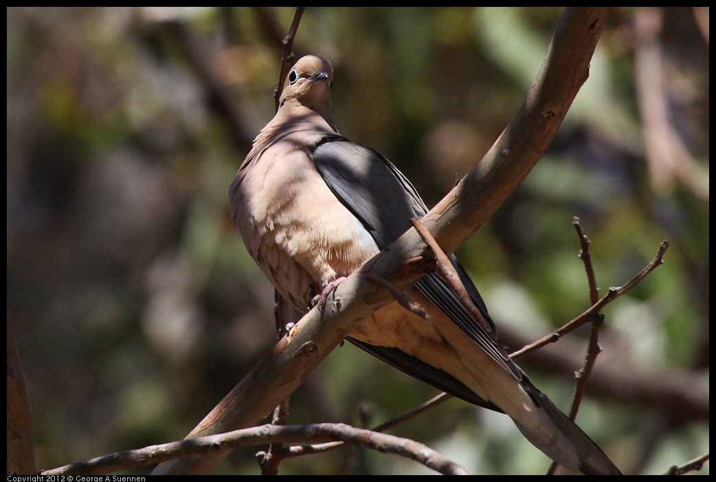 0703-083409-02.jpg - Mourning Dove