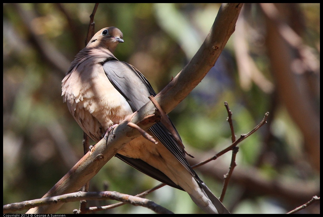 0703-083409-04.jpg - Mourning Dove