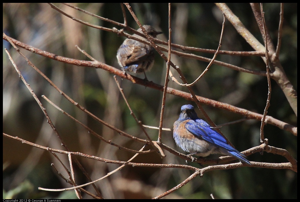 0703-083446-01.jpg - Western Bluebird