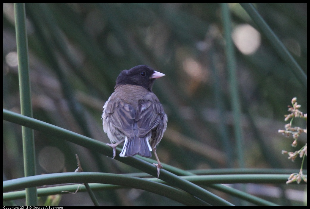 0703-083527-02.jpg - Dark-eyed "Oregon" Junco