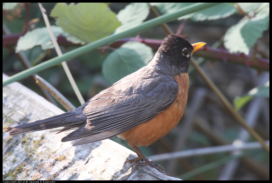 0703-083550-01.jpg - American Robin