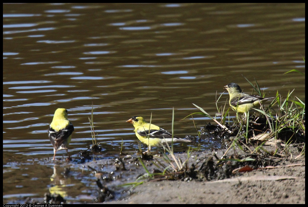 0703-083603-02.jpg - American and Lesser Goldfinch