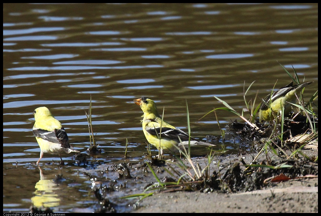 0703-083607-01.jpg - American and Lesser Goldfinch