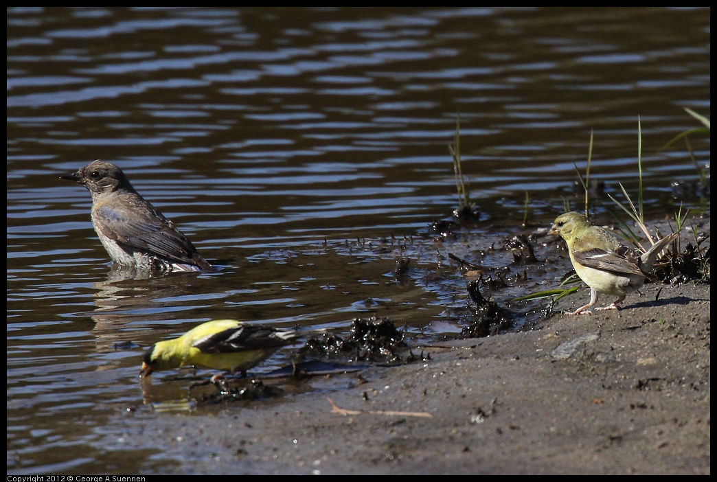 0703-083620-02.jpg - Western Bluebird and Goldfinch