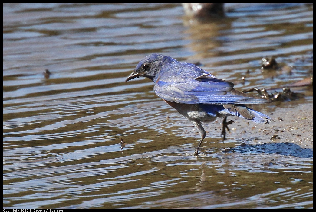 0703-083632-02.jpg - Western Bluebird