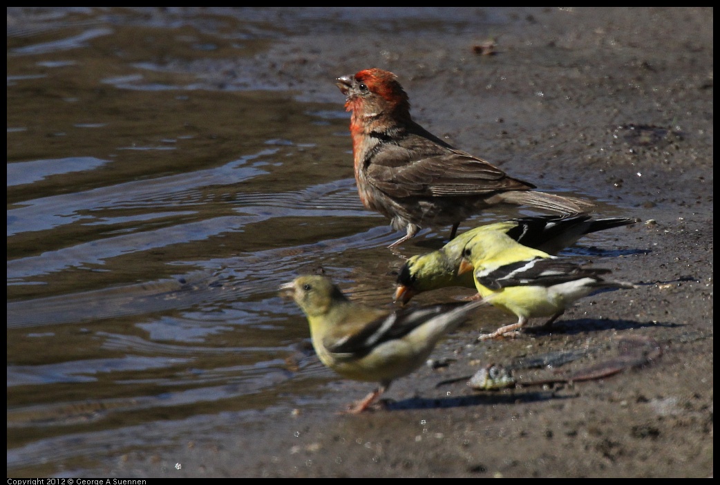 0703-083756-01.jpg - American Goldfinch and House Finch