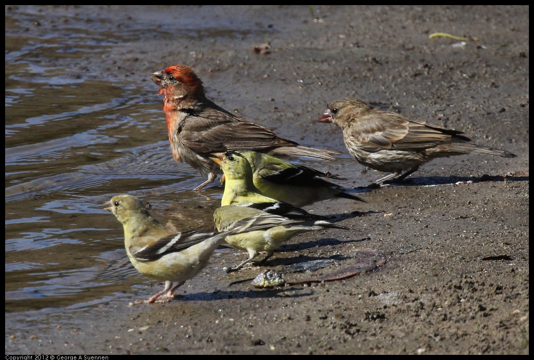 0703-083800-03.jpg - American Goldfinch and House Finch