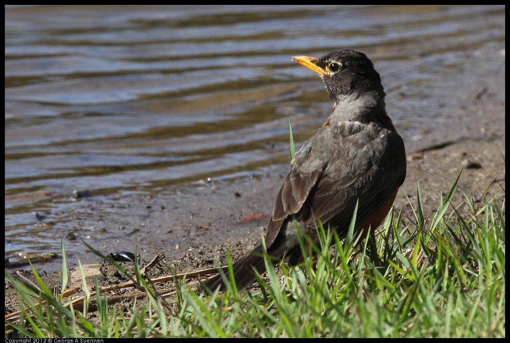 0703-083813-02.jpg - American Robin