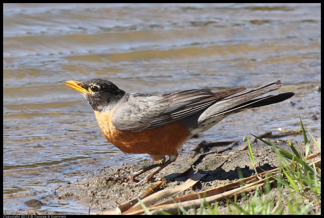 0703-083820-02.jpg - American Robin