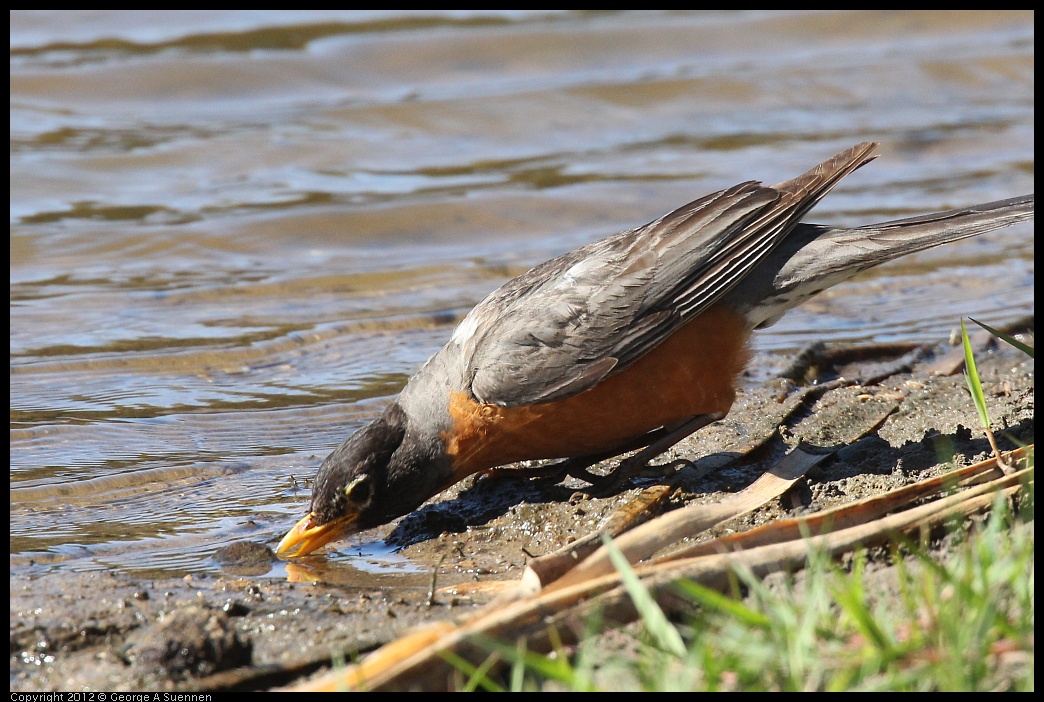 0703-083824-01.jpg - American Robin