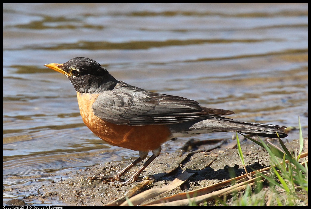 0703-083828-03.jpg - American Robin