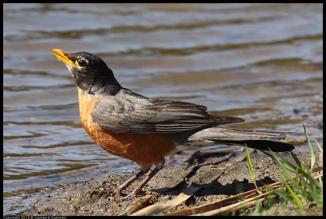 0703-083830-02.jpg - American Robin