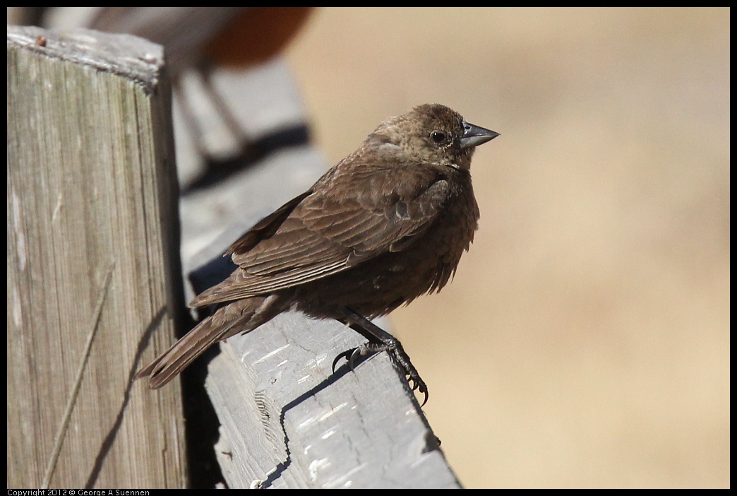 0703-083856-01.jpg - Female Cowbird