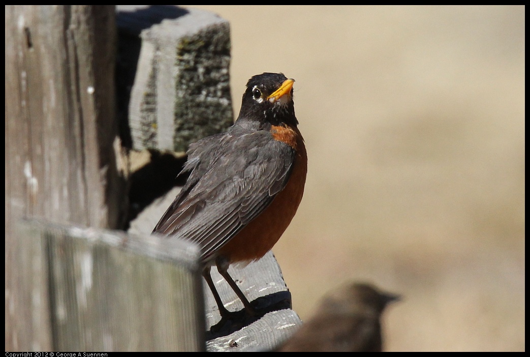 0703-083858-02.jpg - American Robin