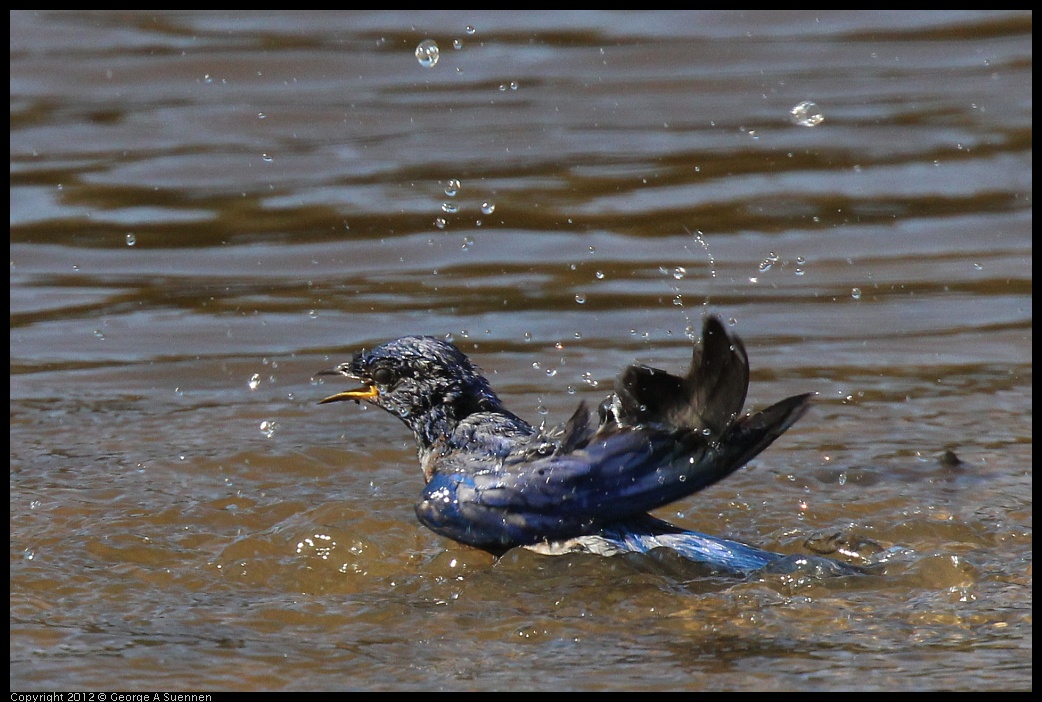 0703-083919-03.jpg - Western Bluebird