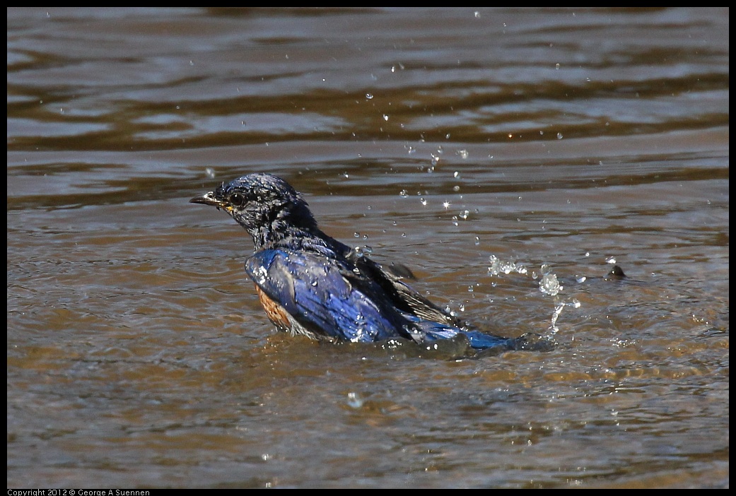 0703-083919-04.jpg - Western Bluebird