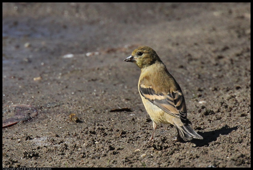 0703-084021-01.jpg - American Goldfinch Juvenile