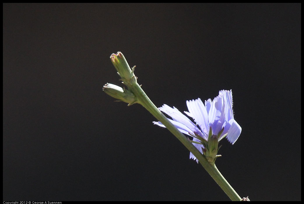 0703-085129-01.jpg - Flower