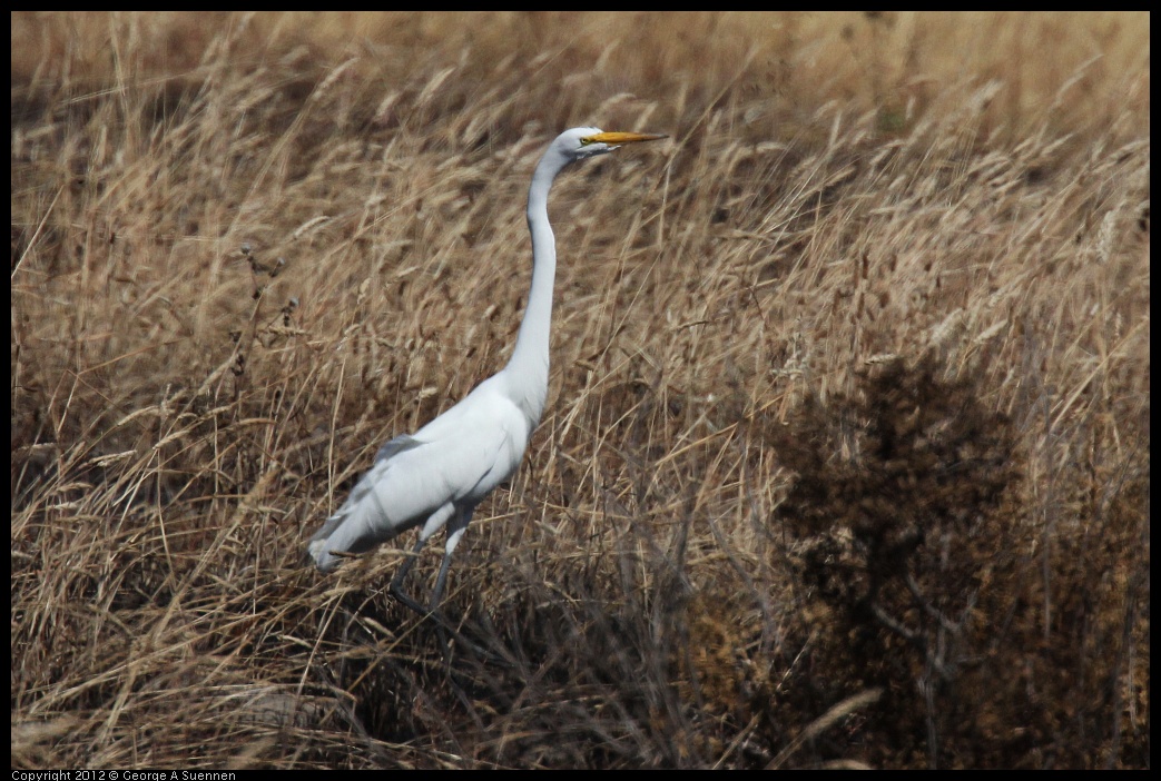 0703-085354-01.jpg - Great Egret