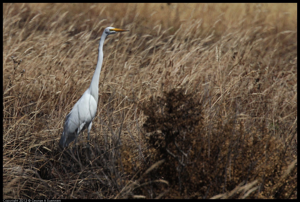 0703-085409-01.jpg - Great Egret