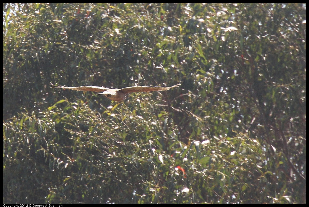 0703-090528-01.jpg - Red-shouldered Hawk (Id purposes Only)