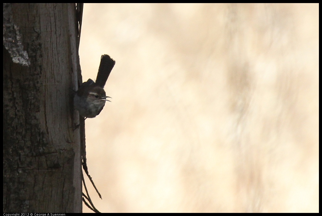 0703-090926-02.jpg - Bewick's Wren