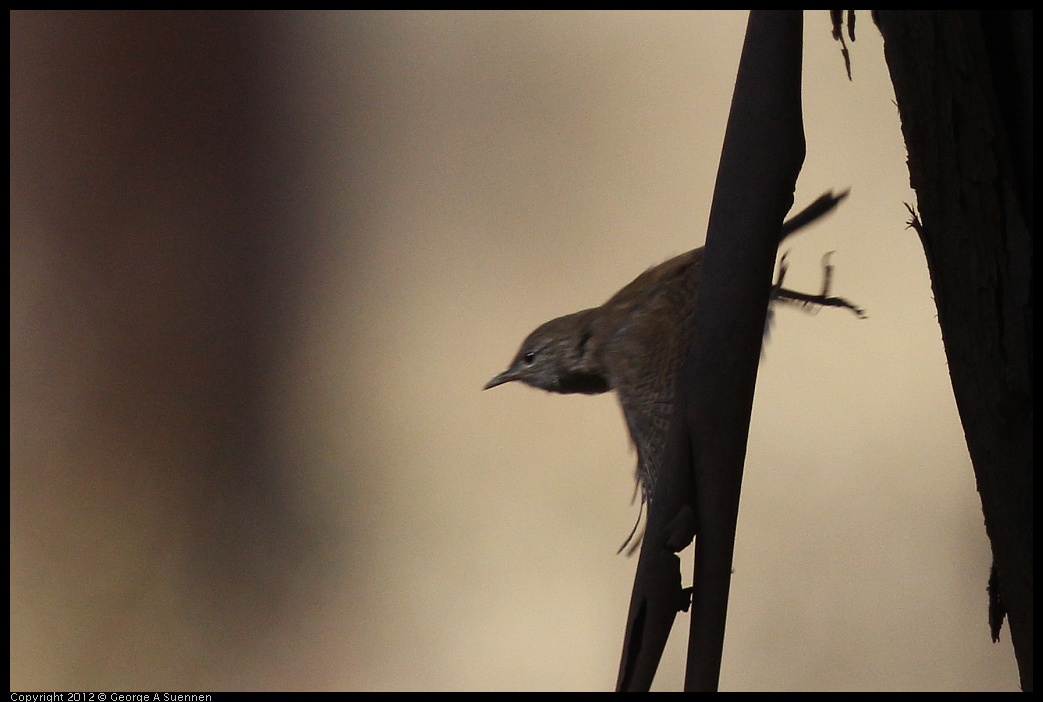 0703-091045-01.jpg - Pacific or House Wren?